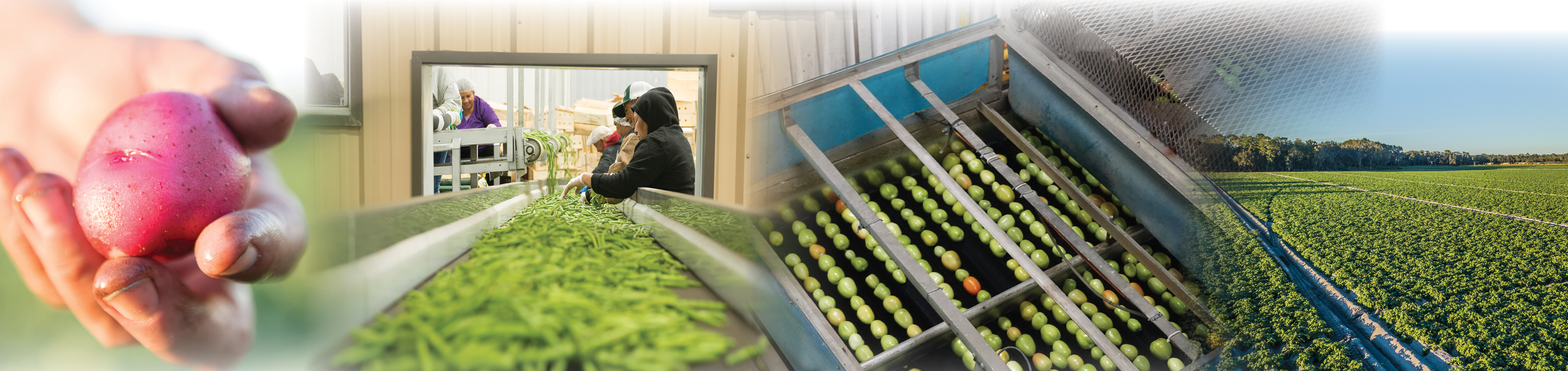 Center for Agribusiness